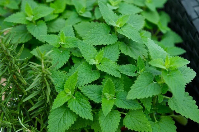 Catnip Seeds - 1000+ Fresh Catnip Seeds - Nepeta cataria - Organic Herb Seed for Cats