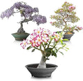 Flowering Bonsai Tree Seed Bundle #2 - All Flowering Varieties, Vibrant Colors, Mixed Seeds (Various Species)