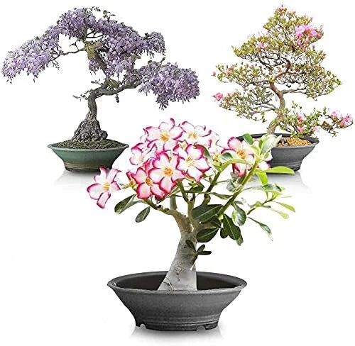 Flowering Bonsai Tree Seed Bundle #2 - All Flowering Varieties, Vibrant Colors, Mixed Seeds (Various Species)