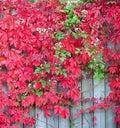 Virginia Creeper Perennial Live Rooted Cuttings - 3 Pack Ground Cover Hardy Vines (Parthenocissus quinquefolia)