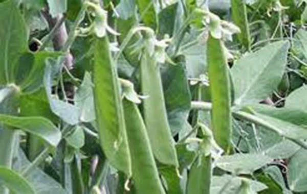 Lincoln Peas Seeds, Heirloom Non-GMO, 100+ Seeds, Perfect for Home Gardening, Pisum sativum