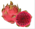 Dragon Fruit Cutting - Neon Variety - Hylocereus setaceus X