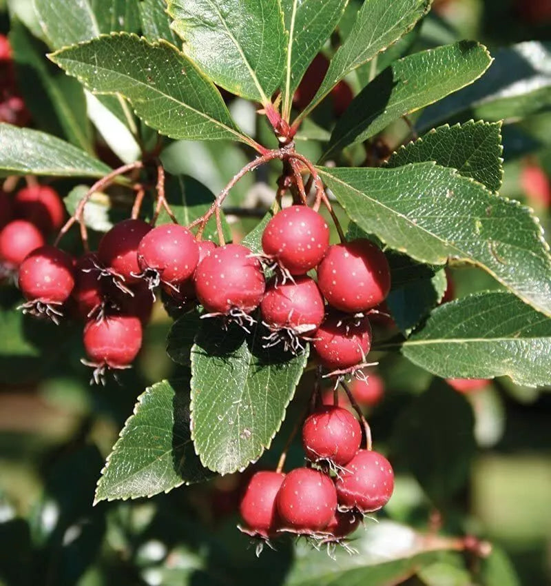 Thornless Hawthorn Tree Seeds - 30 Seeds - Crataegus crus-galli - Ideal for Planting and Landscaping