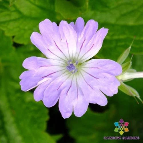 Hexham Lace Geranium Seeds - 25+ Pack for Garden Planting - Pelargonium 'Lace' - USA