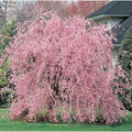Weeping Pink Cherry Tree Seeds - Flowering Japanese Ornamental Shrub - Prunus subhirtella 'Pendula' - 5 Seeds