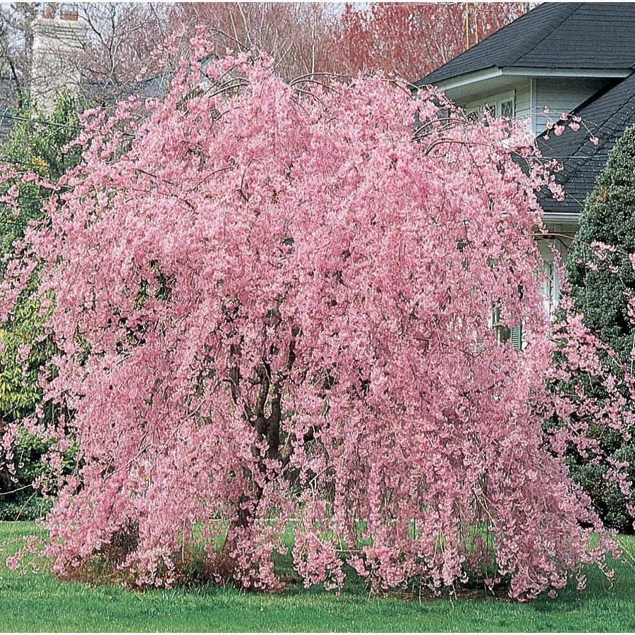 Weeping Pink Cherry Tree Seeds - Flowering Japanese Ornamental Shrub - Prunus subhirtella 'Pendula' - 5 Seeds