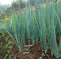 White Lisbon Scallion Seeds - Green Bunching Onion - 50 Seeds - USA Sellers