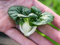 Cabbage Seeds - 400+ Count - Pak Choi Extra Dwarf White Stem - Heirloom Variety - RARE