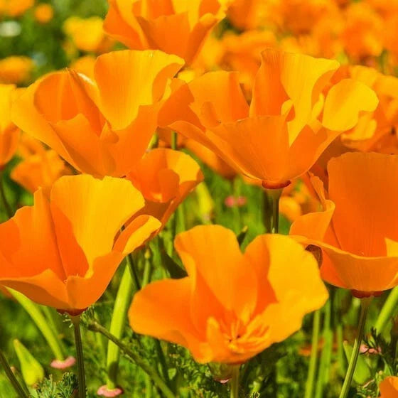 Giant Orange California Poppy Seeds | Sun Gold Poppies | 2025 Garden Flower Seed | Eschscholzia californica