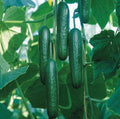 Cucumber Seeds 20PCS Organic Cucumbers Cucumis Sativus Bulk Seeds for Gardening
