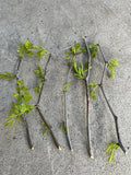 Jujube Tree Cuttings - 5 Pcs Lang Chinese Red Date - Ziziphus jujuba