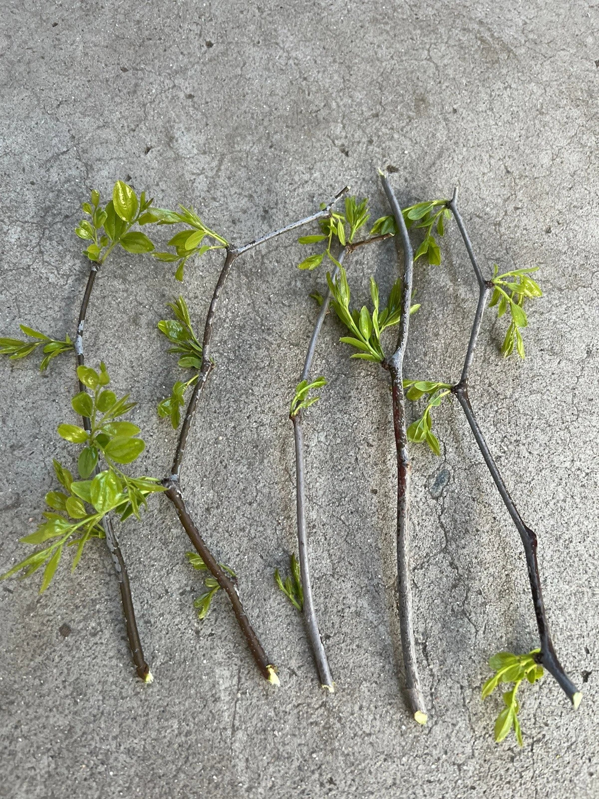 Jujube Tree Cuttings - 5 Pcs Lang Chinese Red Date - Ziziphus jujuba