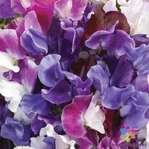 Melody Mix Sweet Pea Seeds - 50+ Count for Garden Planting - Lathyrus odoratus - USA Grown, Free Shipping
