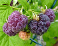 Organic Glencoe Purple Raspberry Plant - Live Rooted Starter Plant for Zones 4-9 - Rubus idaeus 'Glencoe'
