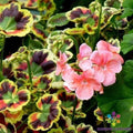 Mrs. Henry Cox Geranium Seeds - 25 Seeds - Ideal for Garden - Pelargonium x hortorum