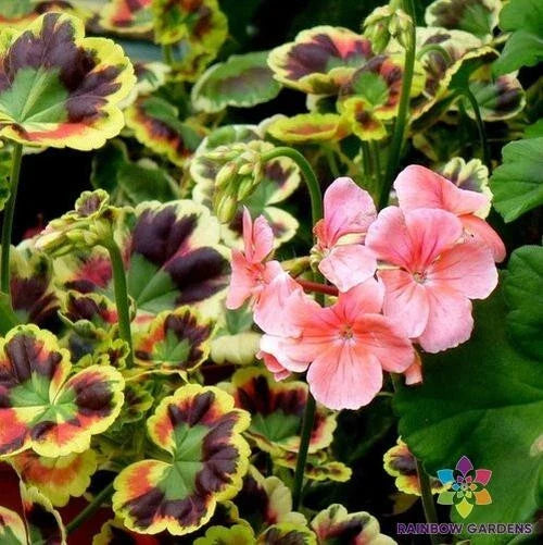 Mrs. Henry Cox Geranium Seeds - 25 Seeds - Ideal for Garden - Pelargonium x hortorum