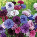Cornflower Seeds Bulk Pack - Bachelor Button Heirloom Non-GMO 1500 Seeds - Centaurea cyanus