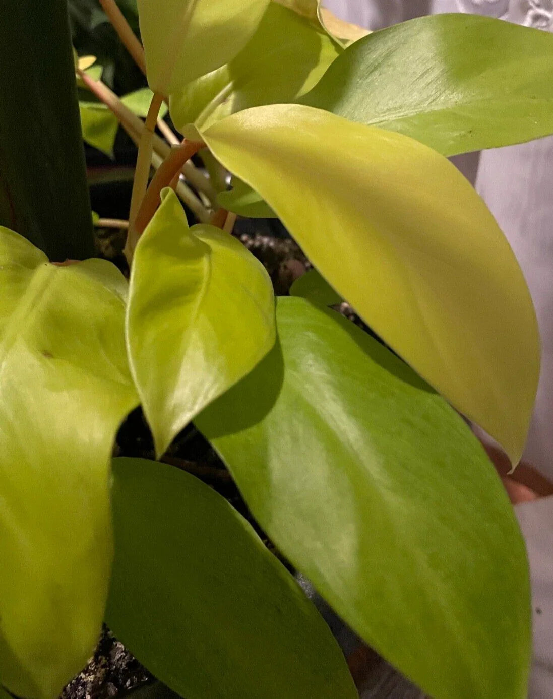 Philodendron Maylay Gold Plant 3" Pot Golden Goddess Lemon Lime Super Neon Color Air-Purifying Indoor Houseplant