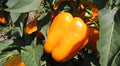 Orange King Bell Pepper Seeds - 10+ Organic Heirloom NON-GMO Sweet Pepper Seeds - Fresh Gardening Supply