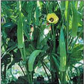 Okra Seeds, 25+ Heirloom Non-GMO Clemson Variety, Organic Vegetable Garden Seeds, Abelmoschus esculentus
