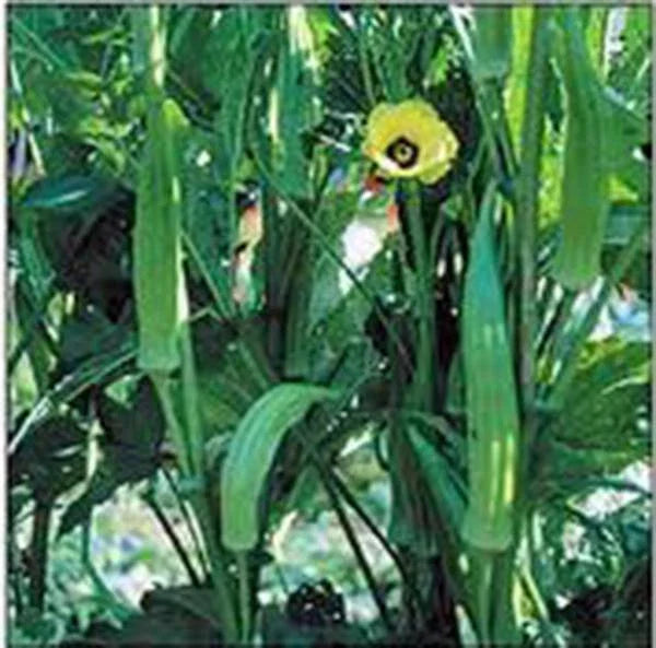 Okra Seeds, 25+ Heirloom Non-GMO Clemson Variety, Organic Vegetable Garden Seeds, Abelmoschus esculentus