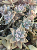 Graptopetalum Paraguayense Ghost Plant Succulent Cuttings - 3 Healthy Stem Cuttings for Propagation