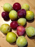 Cuttings Japanese Red & Yellow Plum - Delicious Edible Landscaping Plants (Prunus salicina) - 2 Each