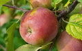 Fuji Apple Seeds - 25+ Pack for Garden Planting - Malus domestica - USA Grown