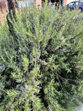 Organic Rosemary Herb Plant Cuttings - 12 Pack, 10 Inch - Rosmarinus officinalis - USA Grown, Fresh and Ready to Grow