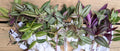 Tradescantia Cuttings - 10 Varieties - Commelinaceae Mystery Plants - Indoor Houseplant Decor