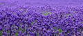 Lavender Seeds 200+ Seeds - Beautiful English Lavender (Lavandula angustifolia) - Perfect for Gardens and Aromatherapy