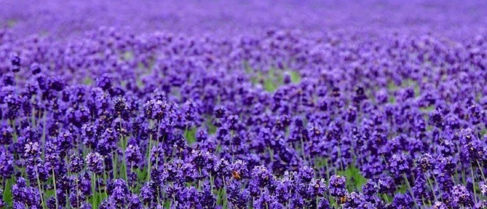 Lavender Seeds 200+ Seeds - Beautiful English Lavender (Lavandula angustifolia) - Perfect for Gardens and Aromatherapy
