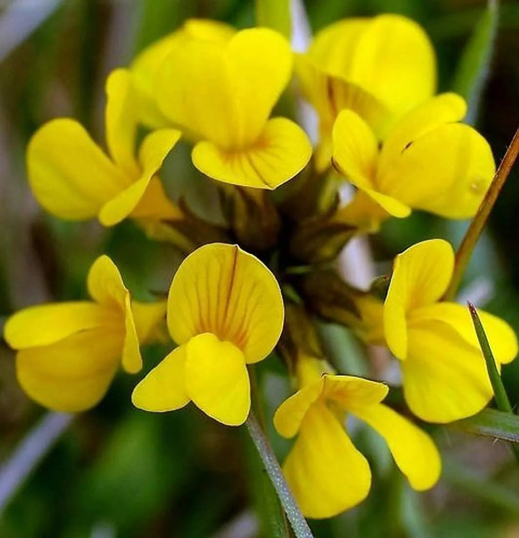 Birds Foot Seeds 500 Pack - Lotus Corniculatus - Exotic Fast Growing Wildflower Seeds