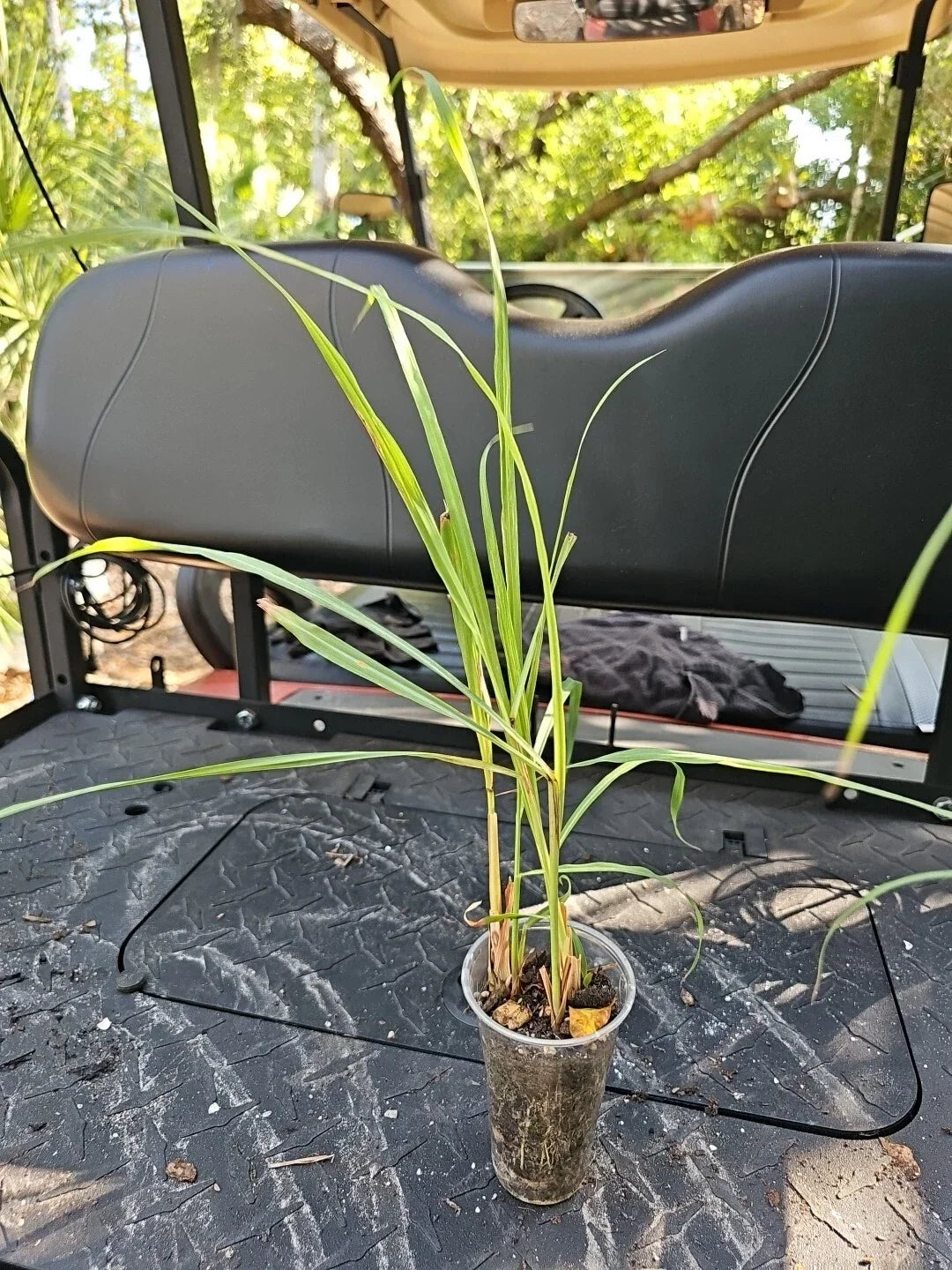 Lemongrass Stalks Live Plant 3" Cymbopogon Sereh Healthy Herb Lemon Grass
