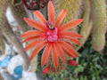Borzicactus 2 Rooted Plants in 1 Pot | Unique Cactus Variety | Ideal for Indoor or Outdoor Decor