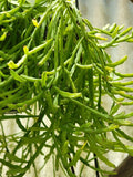 Mistletoe Cactus Plant - Rhipsalis ewaldiana - Rare Jungle Cactus - Unique Houseplant for Home Decor