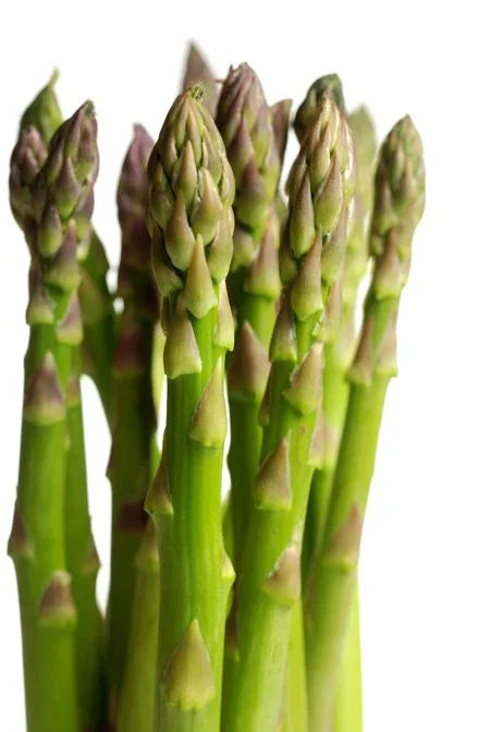 Asparagus Seeds - UC-72 Variety, Fresh Asparagus Seed for Home Garden, Asparagus officinalis