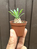 Euphorbia 'Cocklebur' Starter Plant - 1 3/4 Inch Pot - Euphorbia × japonica - Drought Tolerant Succulent