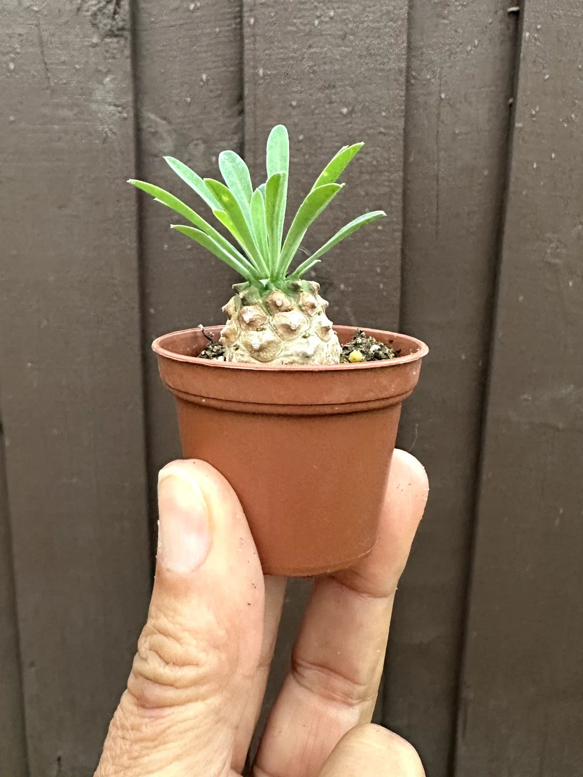 Euphorbia 'Cocklebur' Starter Plant - 1 3/4 Inch Pot - Euphorbia × japonica - Drought Tolerant Succulent