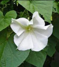 Moonflower Vine Seeds - 30+ White Night Blooming Morning Glory - Ipomoea alba