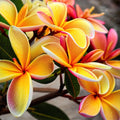 Plumeria Seeds - 5 Pink Orange Hawaiian Flower Lei Perennial Plants - Frangipani Seeds