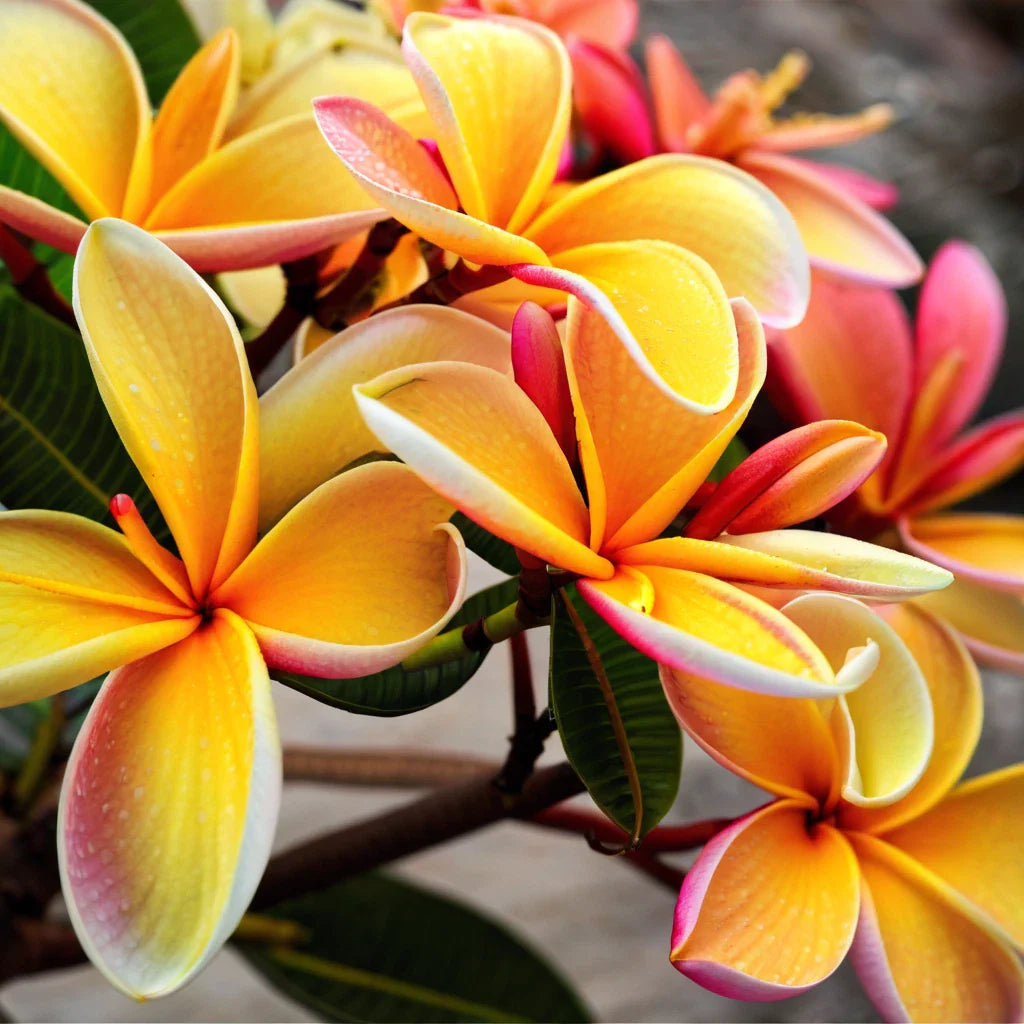 Plumeria Seeds - 5 Pink Orange Hawaiian Flower Lei Perennial Plants - Frangipani Seeds