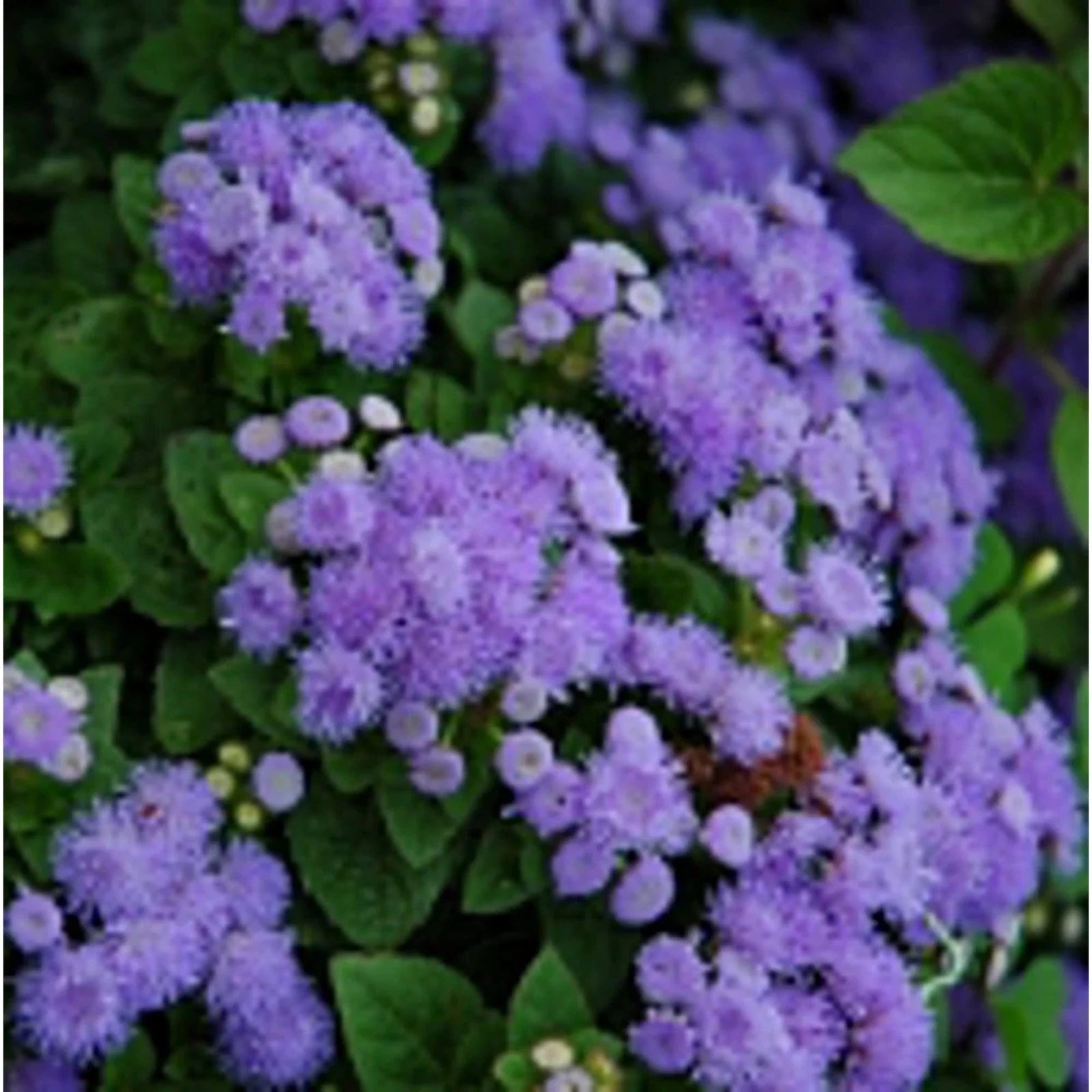 Ageratum Flowers Seeds - Blue Mink - Non-GMO - 20+ Seeds - Edible Garden Variety - Attractive Blooms