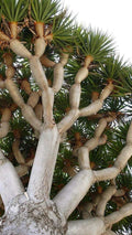 Dragon Blood Bonsai Tree Seeds - 6 Seeds - Dracaena Draco - Grow Your Own Bonsai Plant
