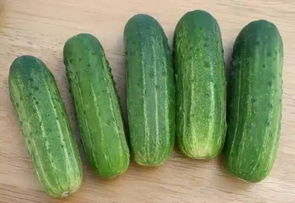 Wisconsin SMR-58 Cucumber Seeds - Organic Heirloom Pickling - 100+ Seeds - Non-GMO - Vegetable Gardening Essentials