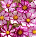 Cosmos Seeds - 80+ Picotee Flower Seeds - Colorful Annual Garden Plant - Cosmos bipinnatus