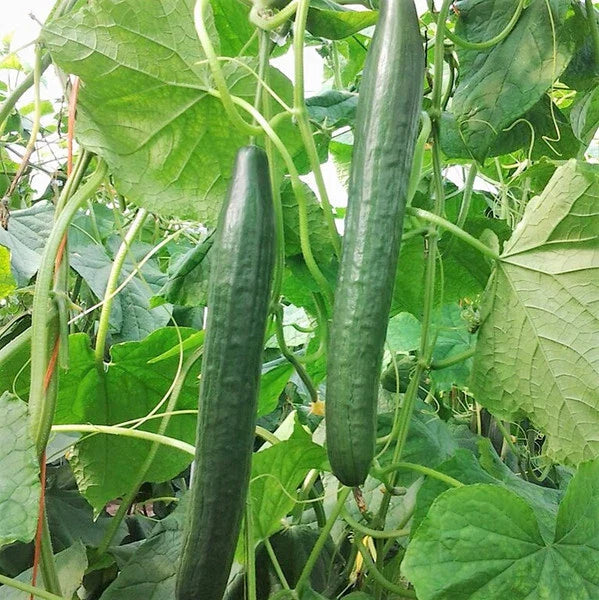 Non-GMO Long Green Improved Cucumber Seeds - 50+ Seeds for Vegetable Garden - Cucumis sativus