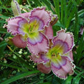 Daylily Live Plant - Tides Roll In - Beautiful SF Variety - Hemerocallis