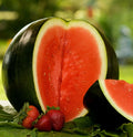Sugar Baby Watermelon Seeds | Mini Icebox Melon | Sweet Personal-Sized Fruit | Citrullus lanatus 2025