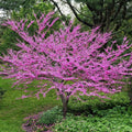 Eastern Redbud Tree Rooted Plant - Rosy Pink Spring Blooms - Cercis canadensis